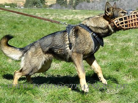 German
Shepferd and Malinois harness