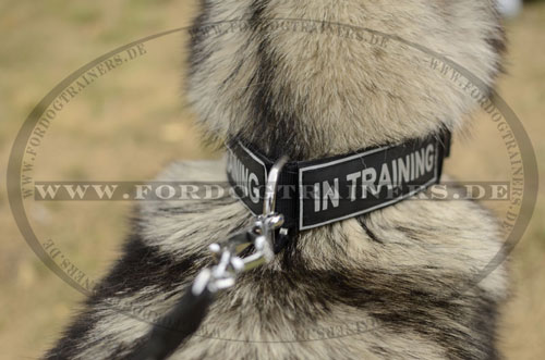 Alaskan Malamute Nylon Hundehalsband mit
Logos