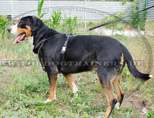 Sennenhund Geschirr mit Schnellverschluss