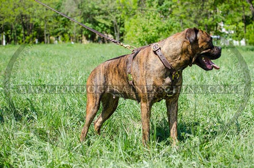 Zieh Geschirr für Boxer