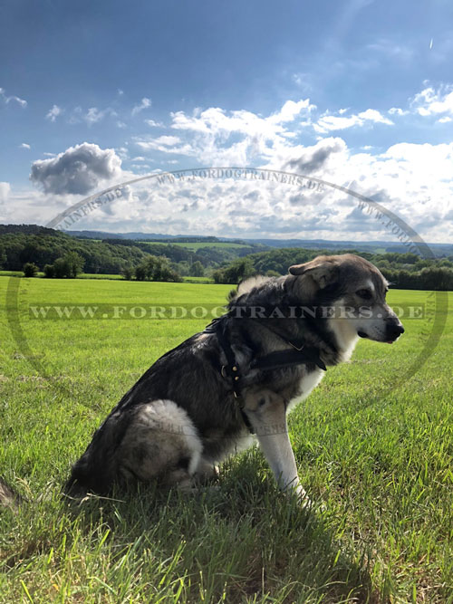 Robustes Geschirr für Jogging mit Hund