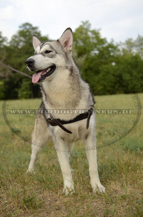 Hundegeschirr Leder für Malamute, K9 Geschirr