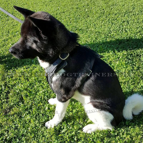 Akita Schutzhund dog harness