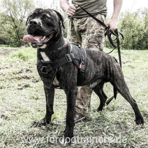 American Bandog Geschirr mit Brustplatte