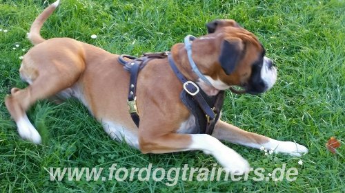 Boxer Leather Harness with Felt