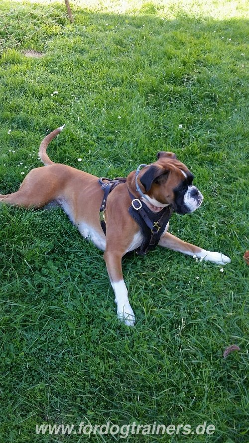 Leather Dog HArness for Boxer