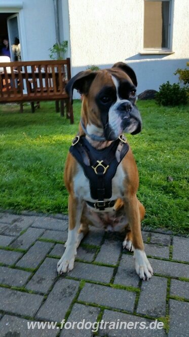 Boxer Breed Leather Dog Harness