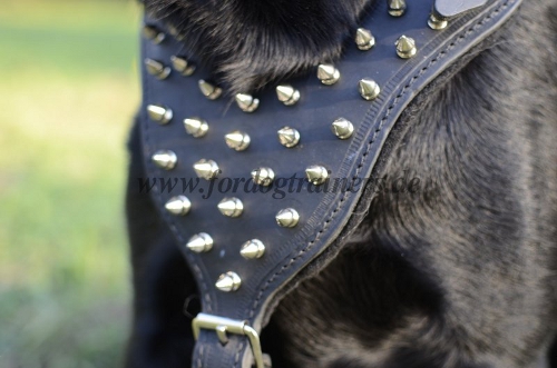 labrador puppy spiked harness