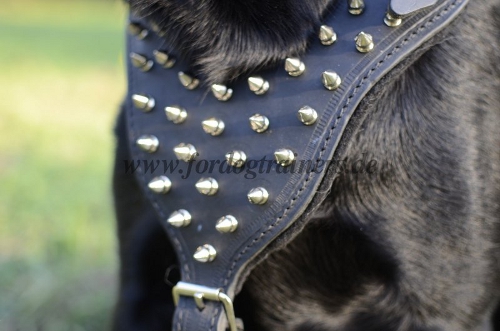 Rottweiler welpe geschirr mit spikes