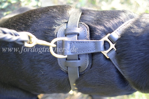 Leather harness with Felt