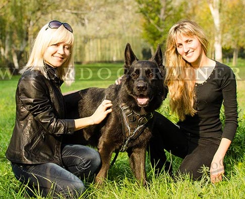 Schäferhund Geschirr hochwertig