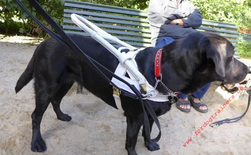 assistance dog harness