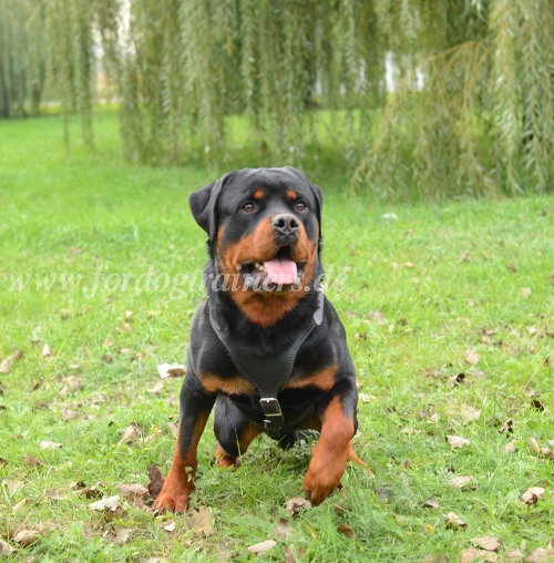 Rotweiler leather dog harness