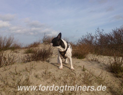 Einreisebestimmungen fuer Hunde