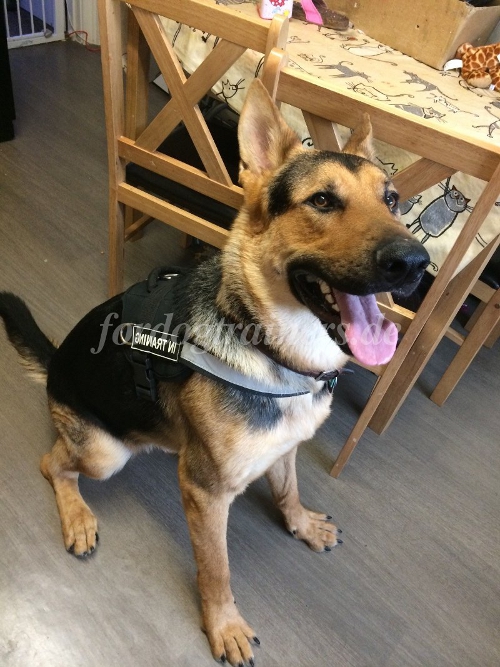 harness for shepherd dog