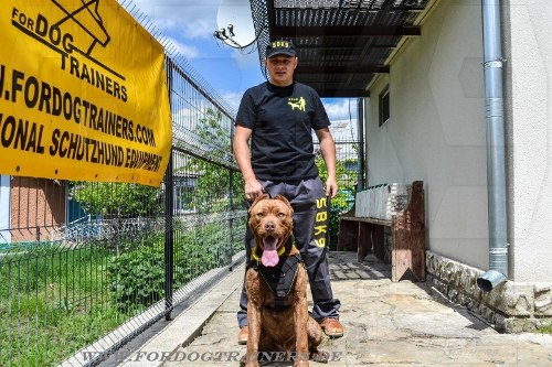 Hundegeschirr für Bandog