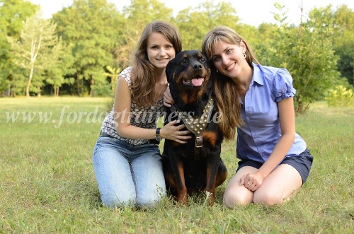 Hundegeschirre für Rottweiler verstellbar