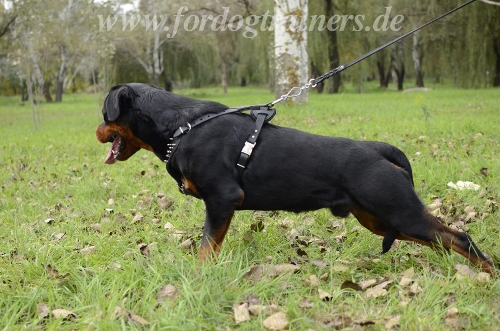 ledergeschirr Rottweiler