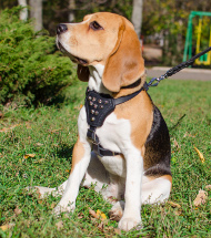 Beagle Rasse