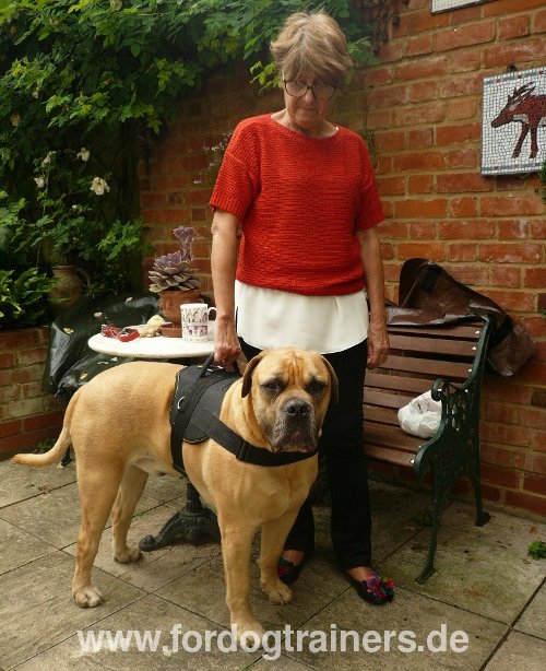 Nylongeschirr für Boerboel Mastiff