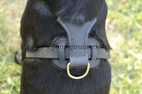 leather harness labrador retriever