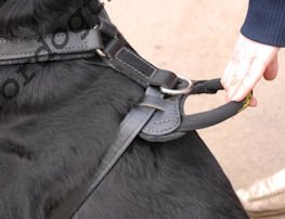 Leather dog harness with handle