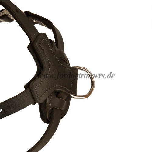 leather harness labrador retriever