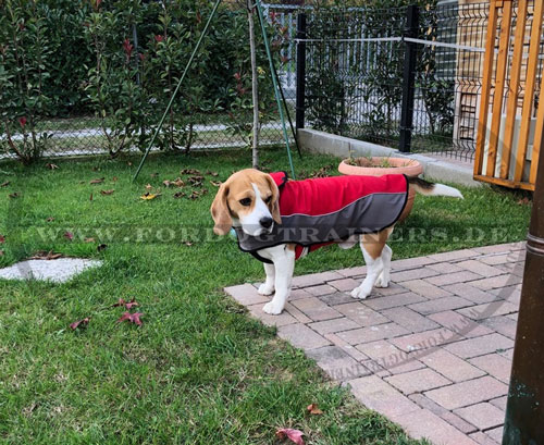 Hundemantel Nylon für Beagle