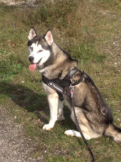 Husky hundegeschirre nylon sportgeschirr