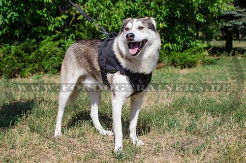 /images/harnesses/husky-hundegeschirr-nylon-sportgeschirr-small.jpg