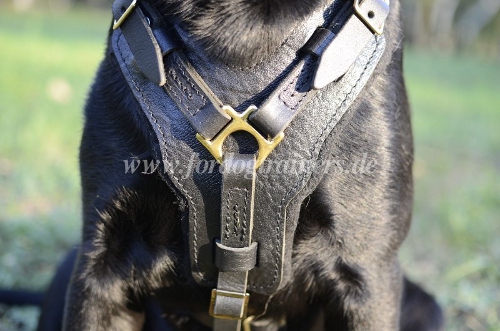 chest harness padded labrador