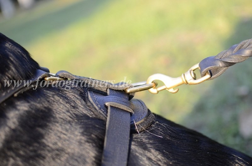 labrador retriever harness leather