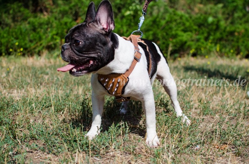 Spikes Geschirr für französische bulldogge