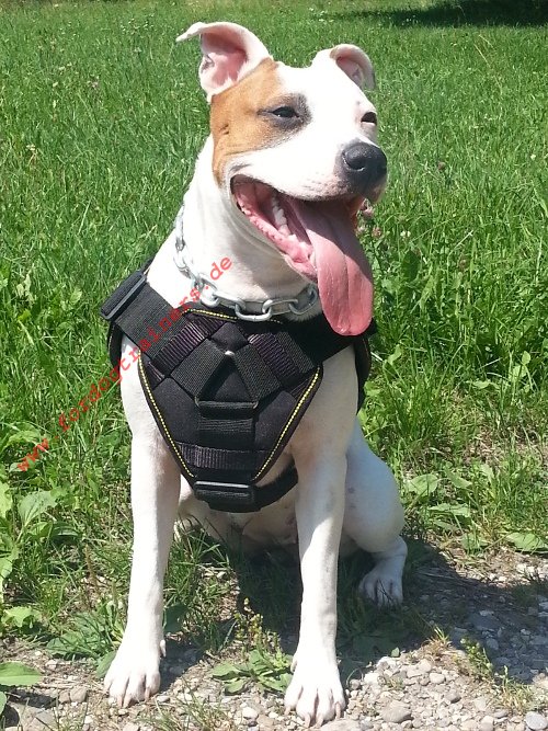 Amstaff K9 Sport Dog Harness