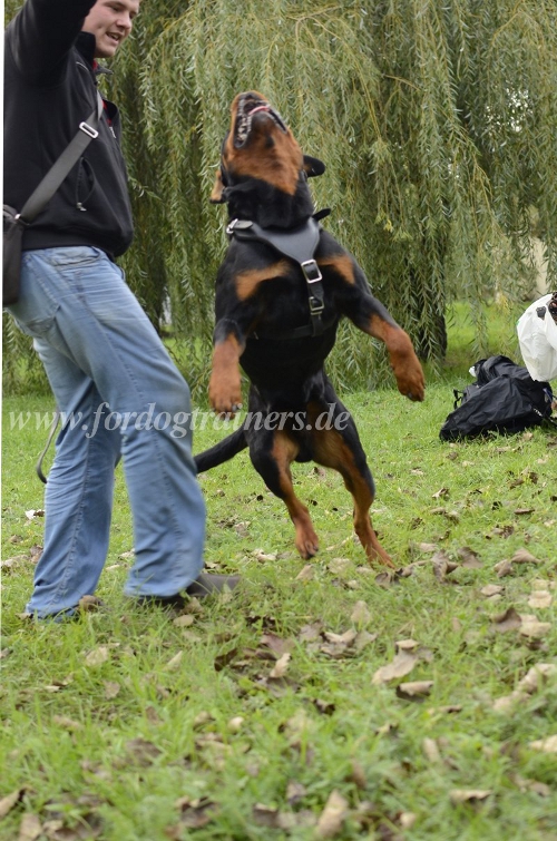 Chest harness of leather for Rotweiler