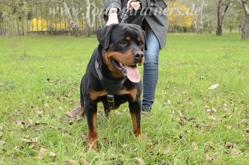 Rotweiler leather harness with Y chest plate