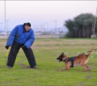 Hetzanzug oberster Qualität für Armee-Hundetraining