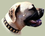 Bullmastiff Hundehalsband aus Leder mit Messingschildern - zum Schließen ins Bild klicken