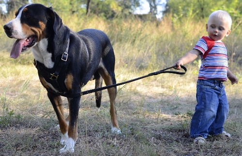 Hundegeschirre Rabatt