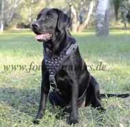 Spiked leather dog harnesses for Labrador Retriever Great Design