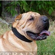 Hundehalsband gepolstert für Shar
Pei 40mm