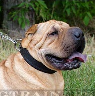 Hundehalsband gepolstert für Shar Pei 40mm