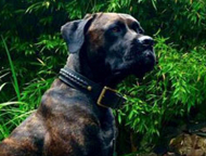 Hundehalsband aus Leder für Bandog mit zartem Geflecht, elegant