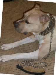 Hundeleine aus Metall für Amstaff