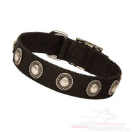 Dog Collar of Nylon with Conchas studded