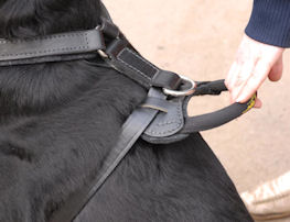 Caucasian Shepherd Agitation Leather Dog Harness