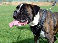 Protection,Attack Leather Dog Harness for Boxer