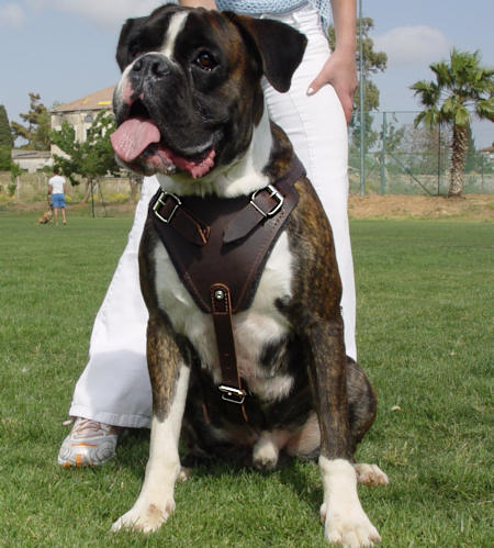 Protection,Attack Leather Dog Harness for Boxer