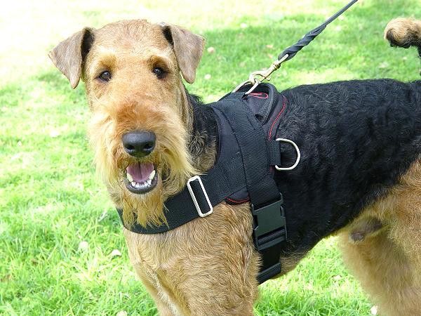 Bestseller Airedale Terrier Allwetter-Hundegeschirr aus Nylon