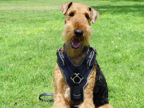 Leder Geschirr für Airedale Terrier